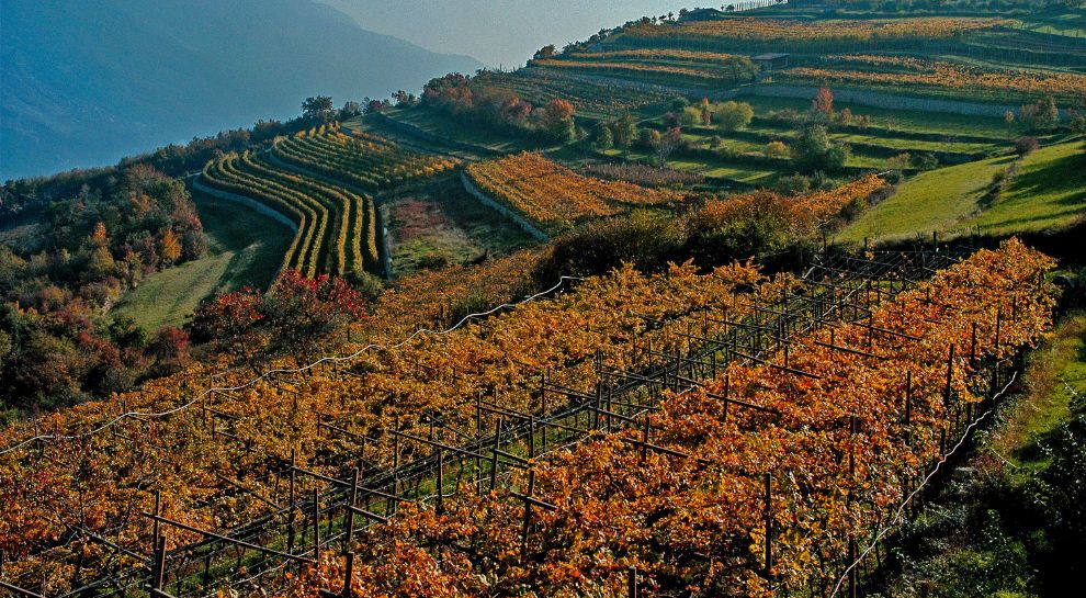 Vigneti di Marzemino a Isera con colline e cielo al tramonto